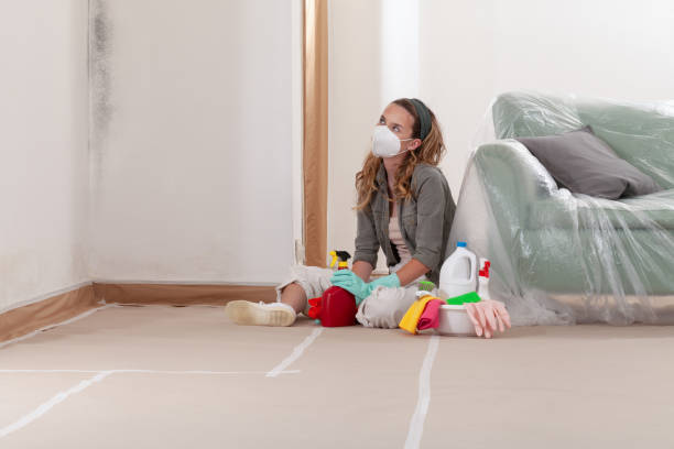 Reliable Mold Remediation contractor in Springfield, MA by Cheap Mold Removal